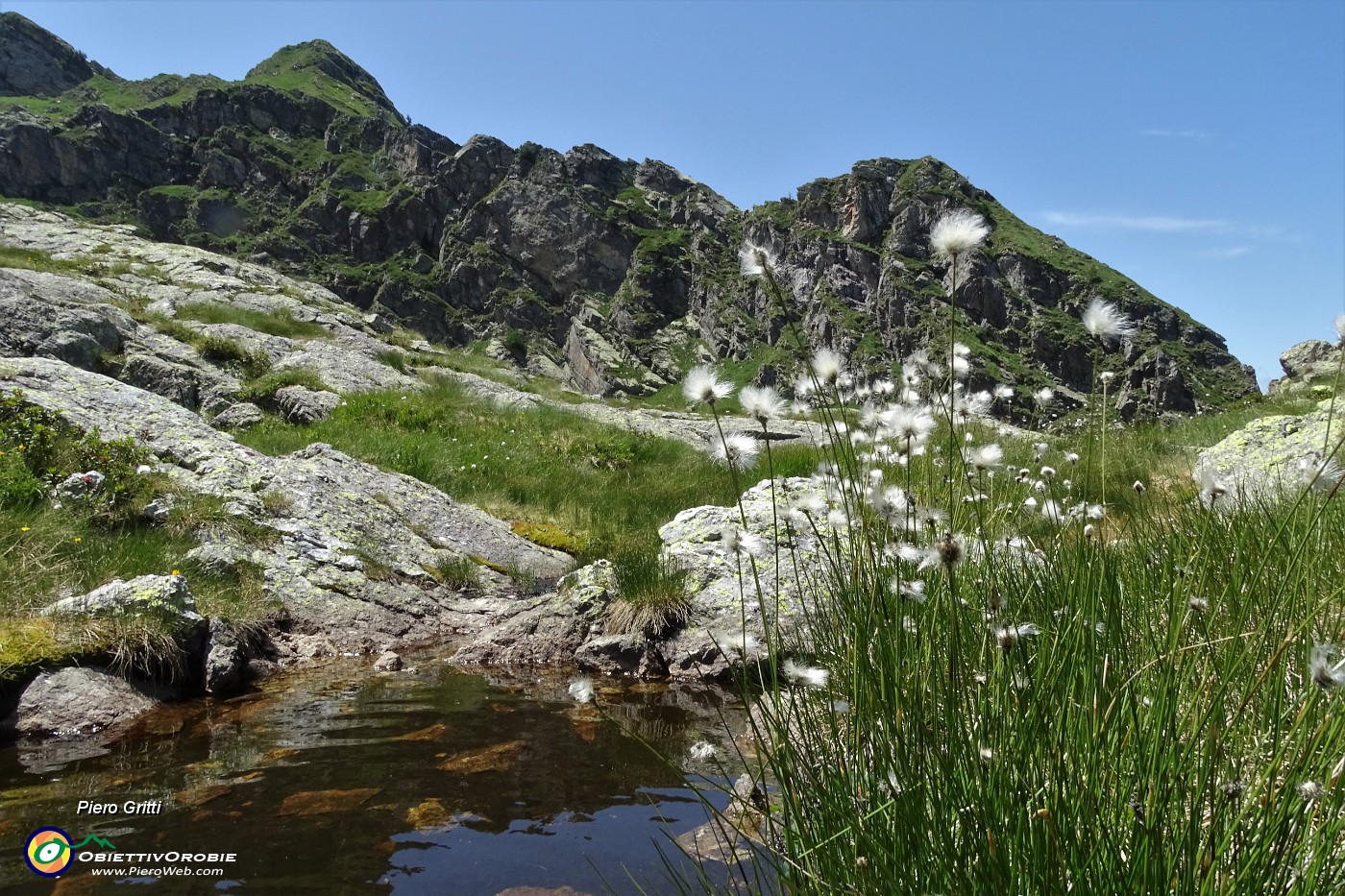 81 Eriofori (Eriophorum Scheuchzeri) con vista sul Pizzo della nebbia.JPG